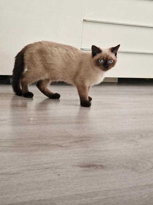 korthaar, Dieren en Toebehoren, Katten en Kittens | Raskatten | Korthaar, Poes