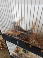 Koppel vredesduifjes, Dieren en Toebehoren, Meerdere dieren