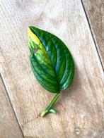 Monstera karstenianum variegata stek, Ophalen of Verzenden, Overige soorten, Minder dan 100 cm