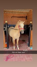 Bijrijder gezocht voor onze B pony, Dieren en Toebehoren, Ophalen
