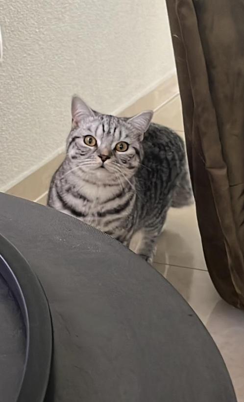 Super lieve Britse korthaar kater, Dieren en Toebehoren, Katten en Kittens | Raskatten | Korthaar, Kater, Gechipt