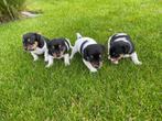 Te koop Jack Russel terrier, Dieren en Toebehoren, Honden | Jack Russells en Terriërs, Jack Russell Terriër, CDV (hondenziekte)