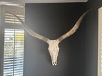 Texas Longhorn schedel wanddecoratie, Ophalen