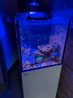 Red sea max nano 100 liter zeeaquarium, Dieren en Toebehoren, Ophalen, Gevuld zeewateraquarium