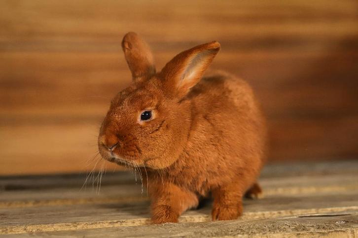 Middelmaat konijnen | Goed advies | Voedsters en rammen, Dieren en Toebehoren, Konijnen, Middelgroot, Meerdere dieren, 0 tot 2 jaar