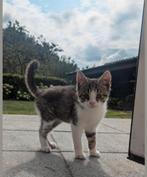 Lieve kater, Dieren en Toebehoren, Katten en Kittens | Overige Katten, Kater
