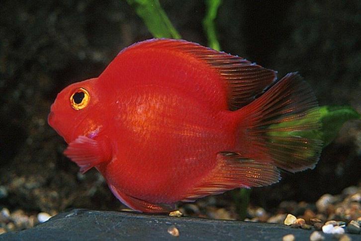 parrot cichlid Rode Papegaai cichlide - Koidream Valbu, Dieren en Toebehoren, Vissen | Aquariumvissen, Zoetwatervis, Vis, Schoolvis