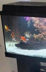 3 goudvissen / sluierstaarten aangeboden, Vis, Zoetwatervis