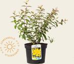 Hypericum, Volle zon, Vaste plant, Zomer, Ophalen
