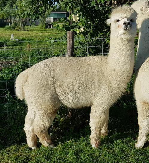 Alpaca, multi colour, ruin, Dieren en Toebehoren, Overige Dieren, Mannelijk, Voor 1 juli 2024