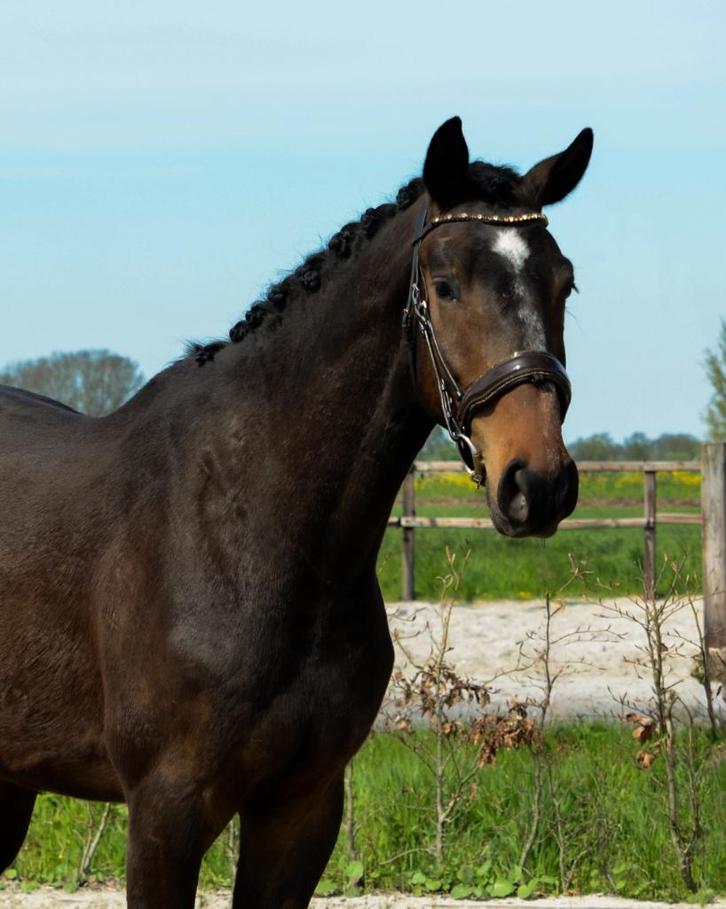 Mans x VDL Glasgow vh Merelsnest, springpaard, Dieren en Toebehoren, Paarden, Ruin, Onbeleerd, 165 tot 170 cm, 3 tot 6 jaar, Springpaard