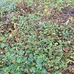 Geranium sanguineum - Bloedooievaarsbek, Ophalen, Bodembedekkers, Volle zon