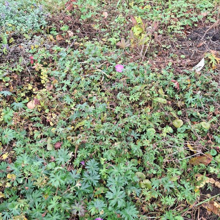 Geranium sanguineum - Bloedooievaarsbek, Tuin en Terras, Planten | Tuinplanten, Bodembedekkers, Volle zon, Ophalen