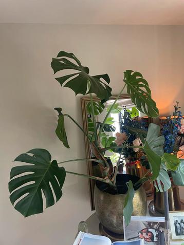 Monstera Deliciosa Kamerplant beschikbaar voor biedingen
