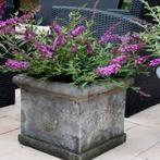 Buddleja dark pink, Tuin en Terras, Vaste plant, Halfschaduw, Zomer, Ophalen