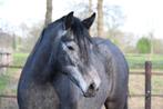 Prachtige, grote Connemara merrie te koop!, Dieren en Toebehoren, Gechipt, Niet van toepassing, 0 tot 2 jaar, Recreatiepony