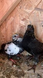 Post duiven nest koppel louis van gramberen, Meerdere dieren, Postduif