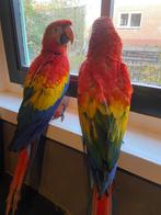 geelvleugel ara's, Dieren en Toebehoren, Vogels | Parkieten en Papegaaien, Meerdere dieren, Papegaai, Geringd
