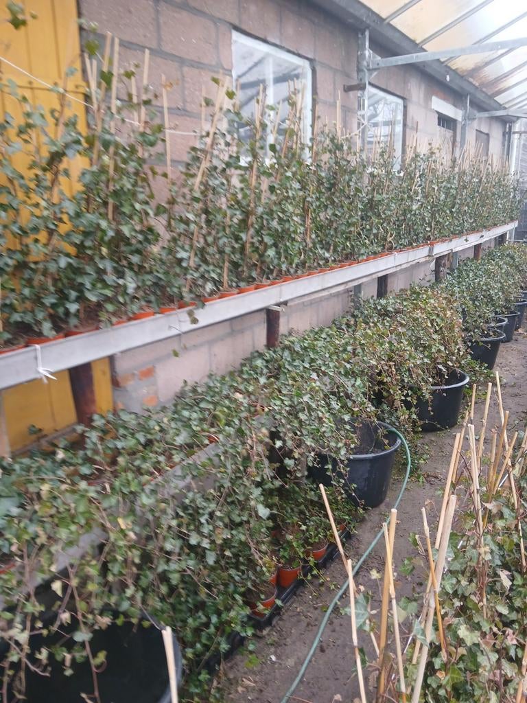Hedera Klimop - Sterke en Groene Klimplant, Tuin en Terras, Planten | Tuinplanten, Vaste plant, Klimplanten, Halfschaduw, Bloeit niet