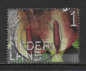 2022, Sint-Pietersberg, Gevlekte Aronskelk [4037] (K1119) beschikbaar voor biedingen