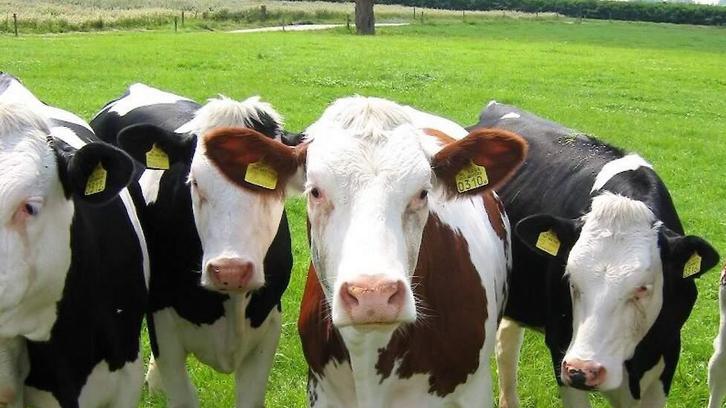 Gezocht jongvee, Dieren en Toebehoren, Runderen, Mannelijk