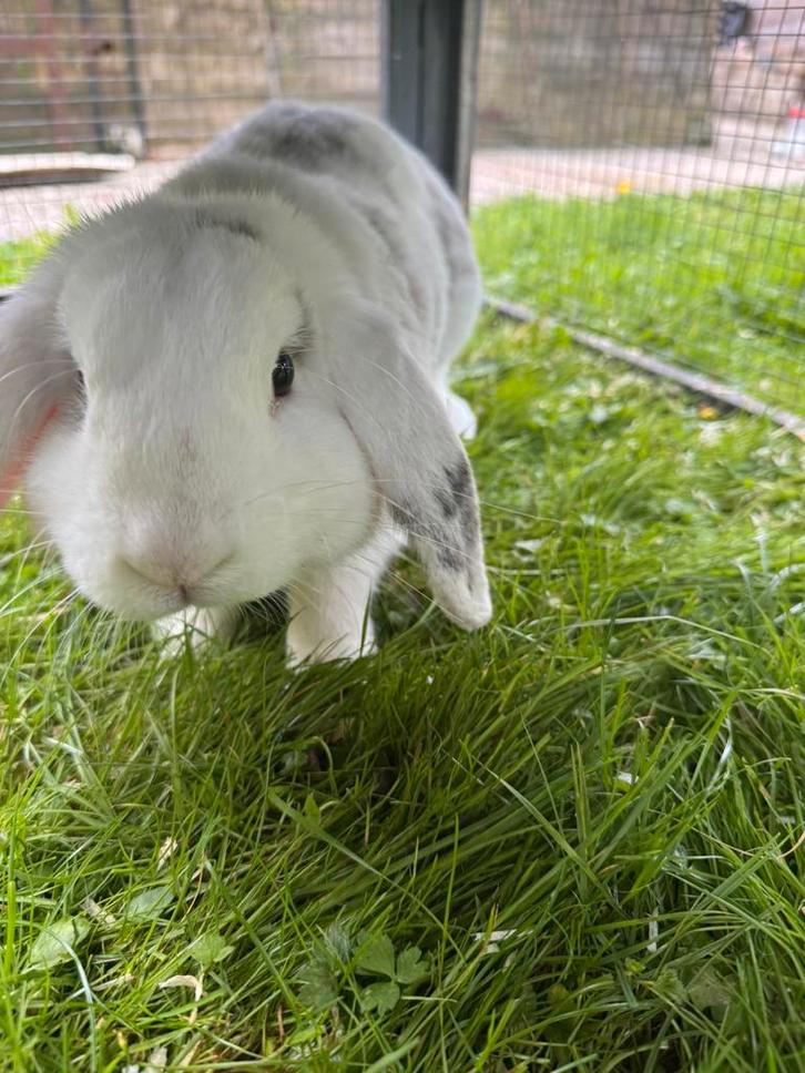 Mannetjes konijn, Dieren en Toebehoren, Konijnen, Middelgroot, Mannelijk, 0 tot 2 jaar, Hangoor