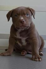 American bully xl pups, Dieren en Toebehoren, Rabiës (hondsdolheid), Overige rassen, 8 tot 15 weken, Meerdere