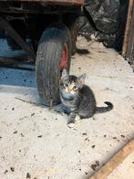 Boerderij katten, Dieren en Toebehoren, Katten en Kittens | Overige Katten, Meerdere dieren, Kortharig, 0 tot 2 jaar