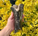 Mammoet Tibia Fossiel, Verzamelen, Mineralen en Fossielen, Ophalen of Verzenden, Fossiel