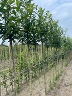 Lei laurier op 180 of 200cm, Tuin en Terras, Planten | Bomen, Ophalen of Verzenden, Halfschaduw, Leiboom, 100 tot 250 cm