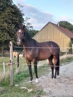 Lieve betrouwbare  ruin, Dieren en Toebehoren, Paarden, Ruin, Niet van toepassing, 11 jaar of ouder, Recreatiepaard