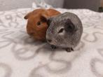 2 tamme cavia beren, Dieren en Toebehoren, Cavia, Mannelijk, Tam, Oktober