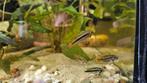 Jonge apistogramma cacatuoides, Dieren en Toebehoren, Vissen | Aquariumvissen, Vis, Zoetwatervis
