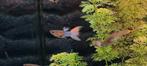 hybride Japanese endler guppies, Dieren en Toebehoren, 0 tot 2 jaar
