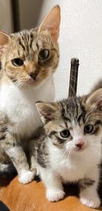 Moeder & Zoon gratis op te halen!, Dieren en Toebehoren, Kater
