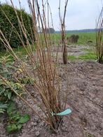 30 stuks Corylus/Hazelaar, Tuin en Terras, Planten | Struiken en Hagen, Ophalen, Overige soorten, Minder dan 100 cm