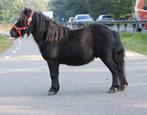 Te koop Twee prachtige 4-jarige zwarte Shetlander ruinen, Dieren en Toebehoren, Ruin, A pony (tot 1.17m), Gechipt, 3 tot 6 jaar