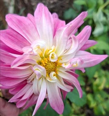 🌸 Biologische dahlia zaden te koop 🌸 beschikbaar voor biedingen