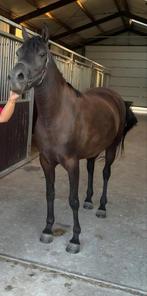 Prachtig D/E Pony zwart 4jaar, Merrie, Onbeleerd, D pony (1.37m tot 1.48m), 3 tot 6 jaar