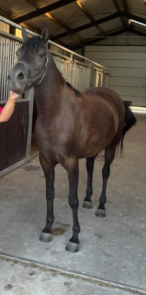 Prachtig D/E Pony zwart 4jaar, Dieren en Toebehoren, Pony's, Merrie, Onbeleerd, D pony (1.37m tot 1.48m), 3 tot 6 jaar