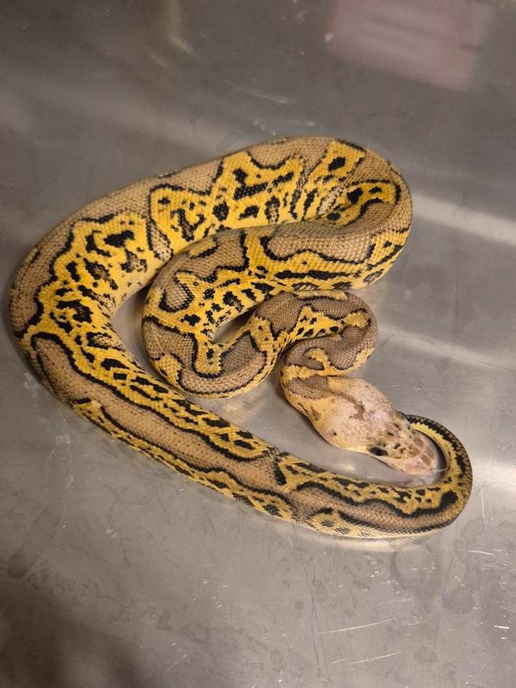 Python regius 1.0 pastel cypress clown