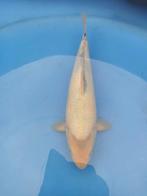 Shiro utsuri tosai, Dieren en Toebehoren, Karper of Koi