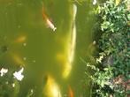 2 kois te koop, 40 cm, Dieren en Toebehoren, Vissen | Vijvervissen, Karper of Koi