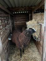 Dekram, Dieren en Toebehoren, Schapen, Geiten en Varkens, Mannelijk, Schaap