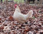 Mooie hen 1 jaar, Vrouwelijk, Kip