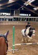 ‼️pony gezocht‼️, Dieren en Toebehoren, Ophalen of Verzenden