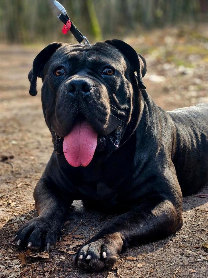 Boerboel dekreu, Dieren en Toebehoren, Honden | Dekreuen, Reu, Particulier, Eén hond, Nederland, 3 tot 5 jaar