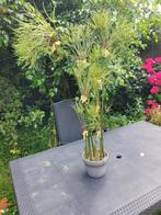 Hele mooie kunstplant in pot. Silk like Nature. 1 meter hoog, ., Nieuw, Ophalen of Verzenden, .