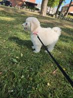 Toy poedel, Dieren en Toebehoren, Rabiës (hondsdolheid), 15 weken tot 1 jaar, Teef, Eén hond
