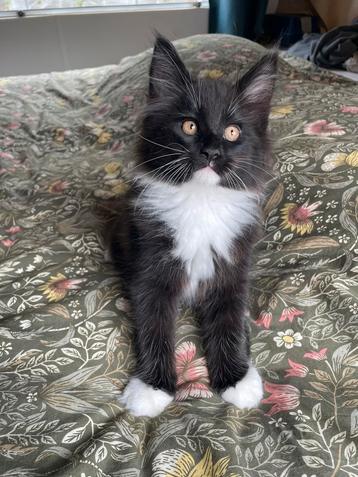 2 Stamboom Maine Coon kitten uit geteste ouders beschikbaar voor biedingen